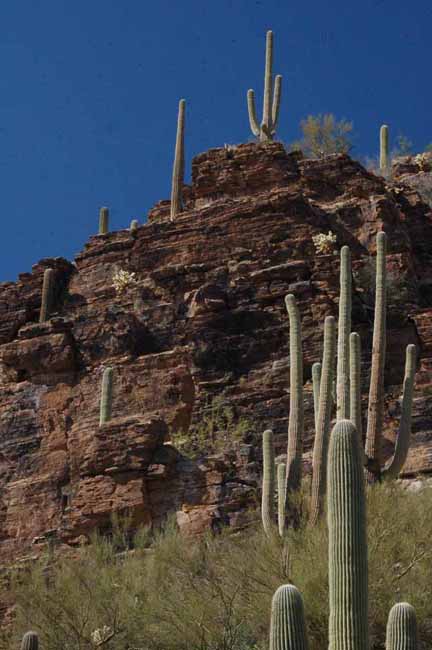 Saguaro Cactus